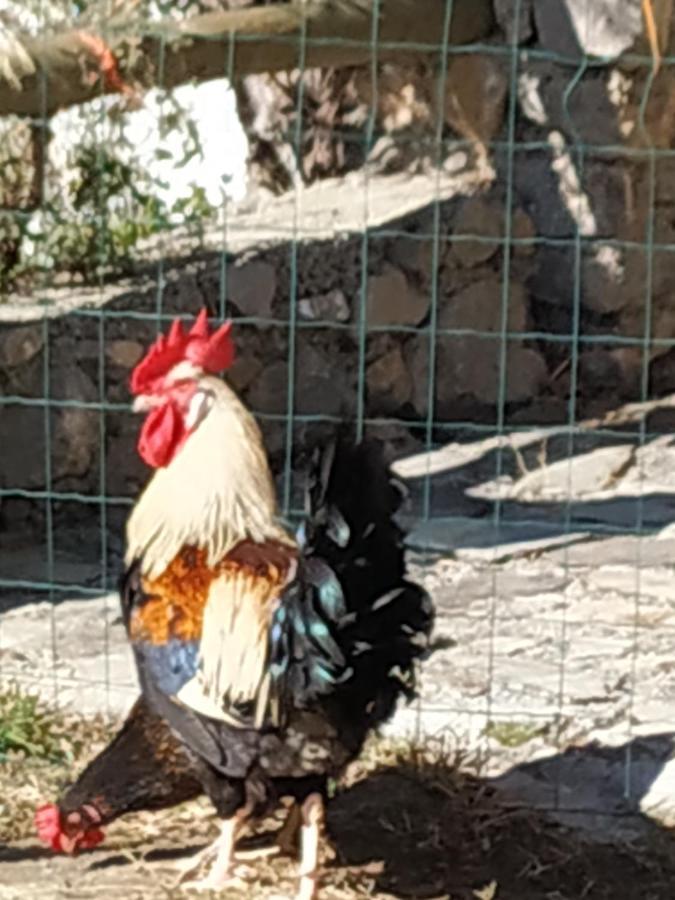 Cortijo La Solana Pensionat Guejar Sierra Exteriör bild