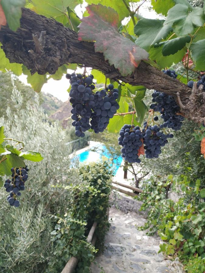 Cortijo La Solana Pensionat Guejar Sierra Exteriör bild